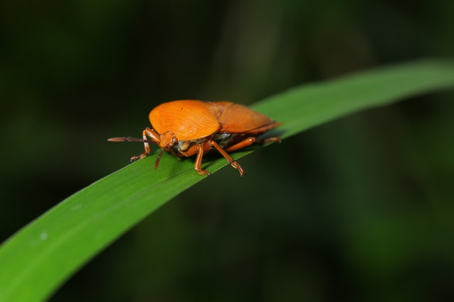 Photo of a bug on a leaf by Jimmy Chan from Pexels
